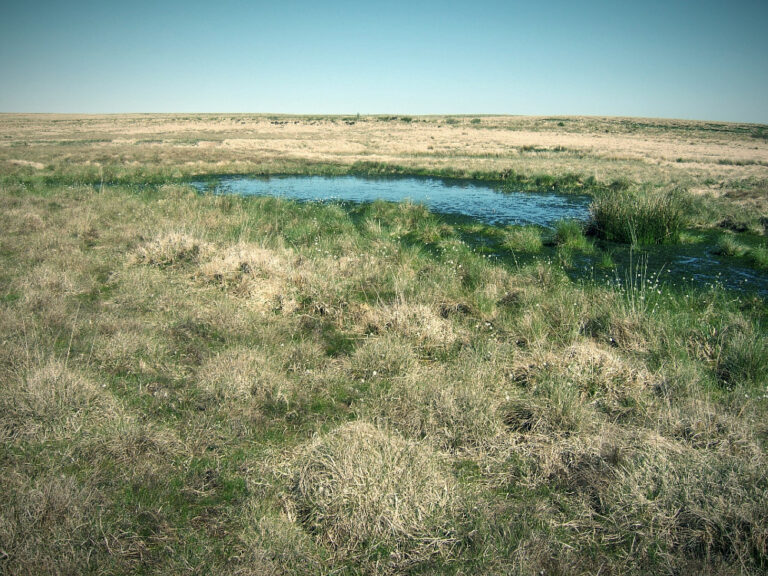 Peatland on Exmoor