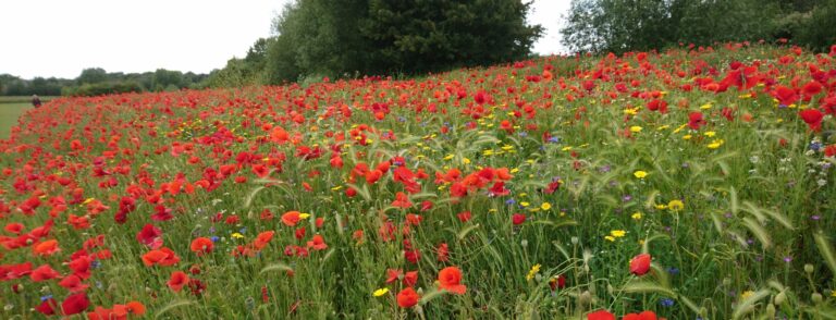 Poppies Field Margin