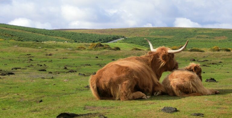 Cows on Dartmoor
